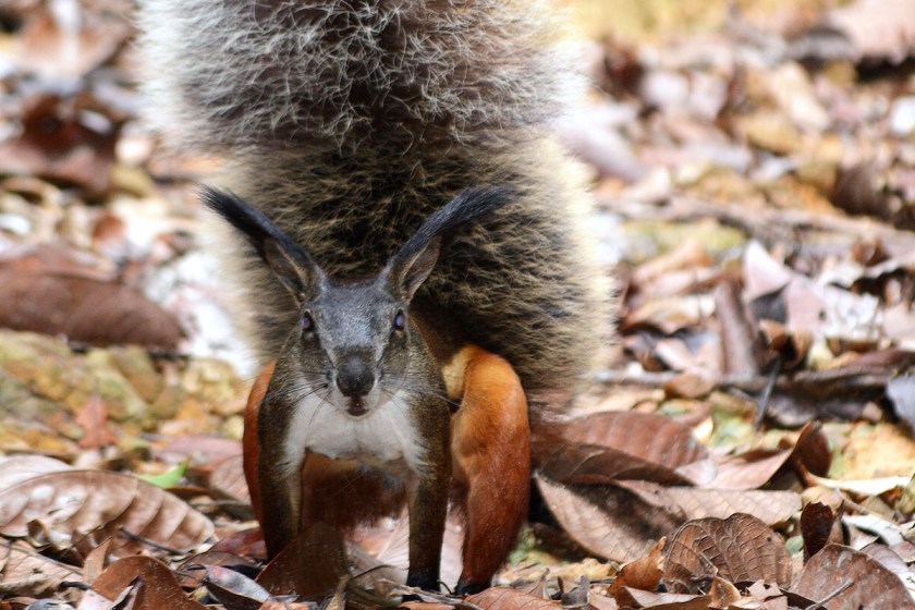 Tufted Ground Squirrel — Borneo wildlife, book, free download, jungle tour, mammal, Borneo mammal tour