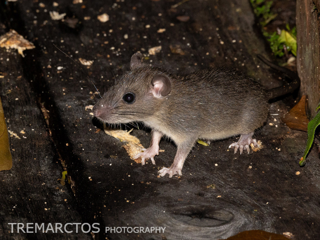 Unidentified Muroid Rodent — Borneo wildlife, book, free download, jungle tour, mammal, Borneo mammal tour