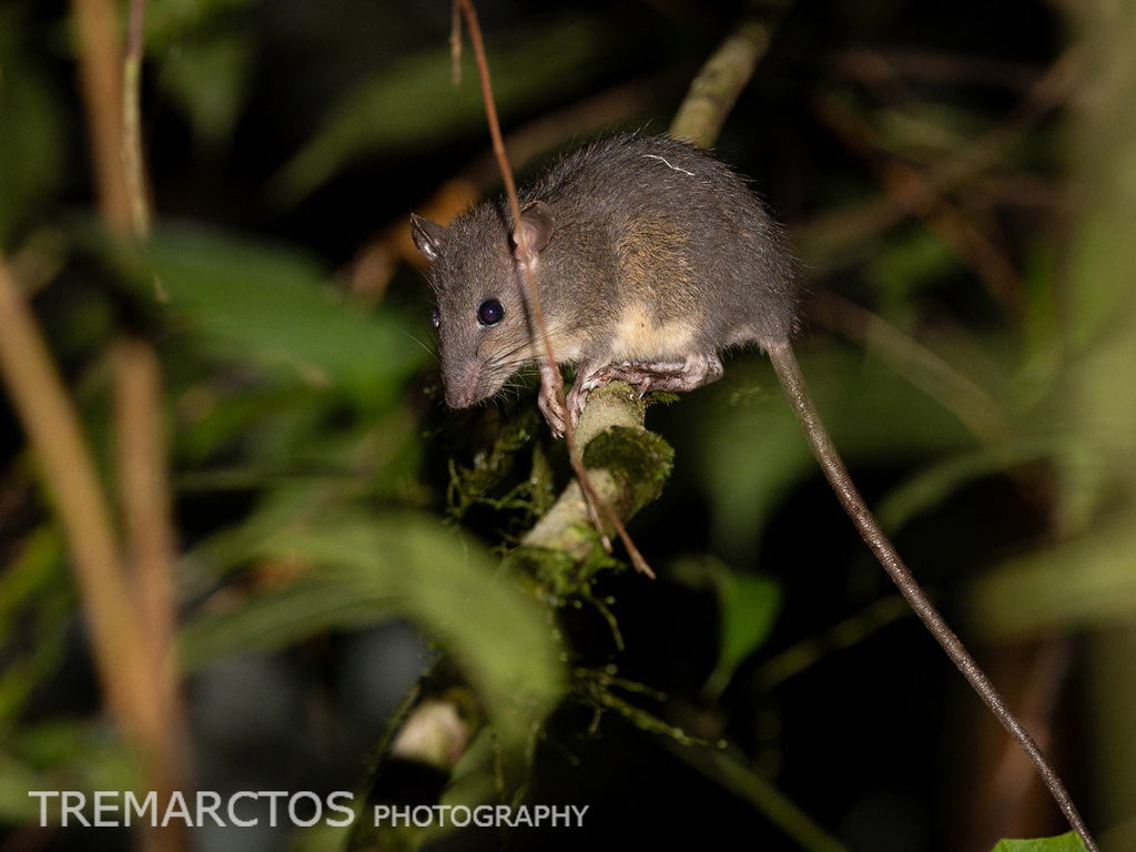Unidentified Muroid Rodent — Borneo wildlife, book, free download, jungle tour, mammal, Borneo mammal tour