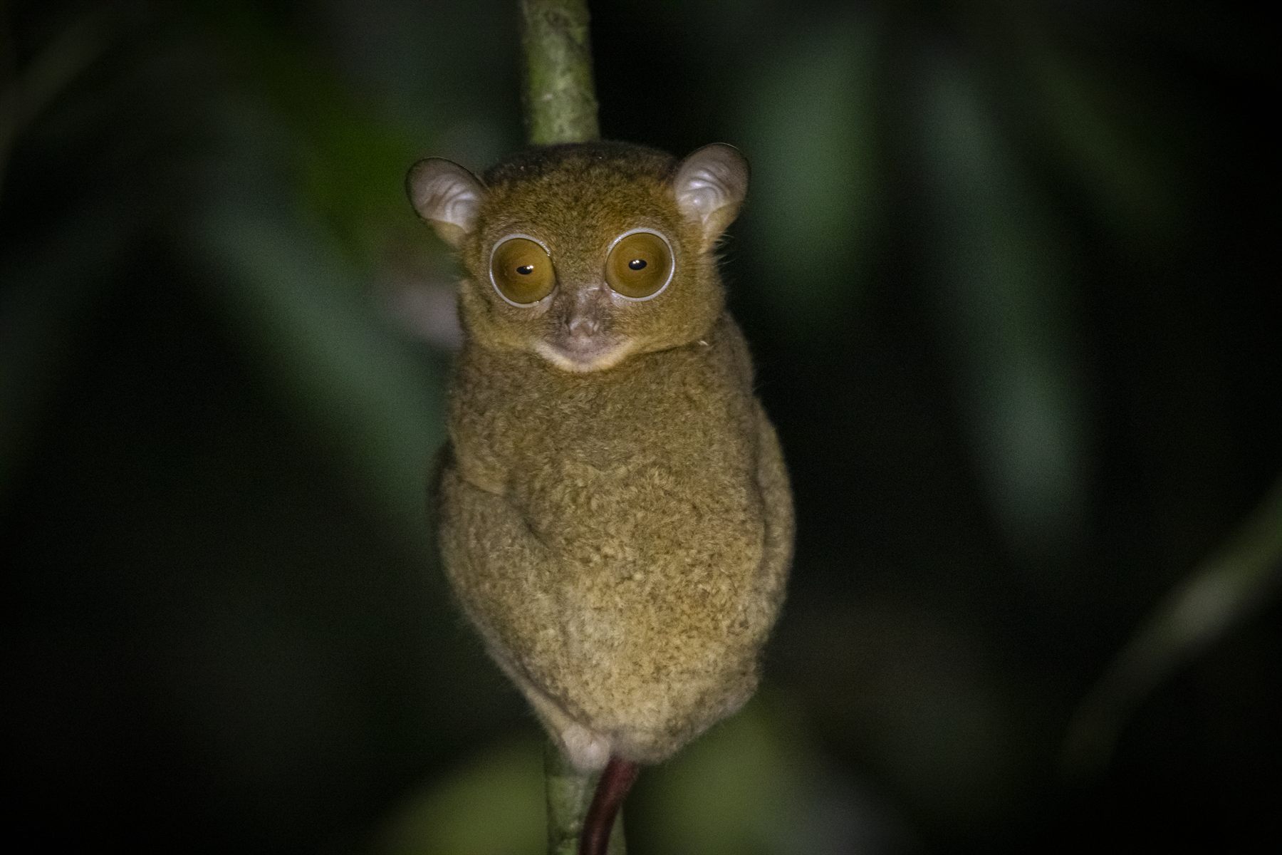 Western Tarsier — Borneo wildlife, book, free download, jungle tour, mammal, Borneo mammal tour