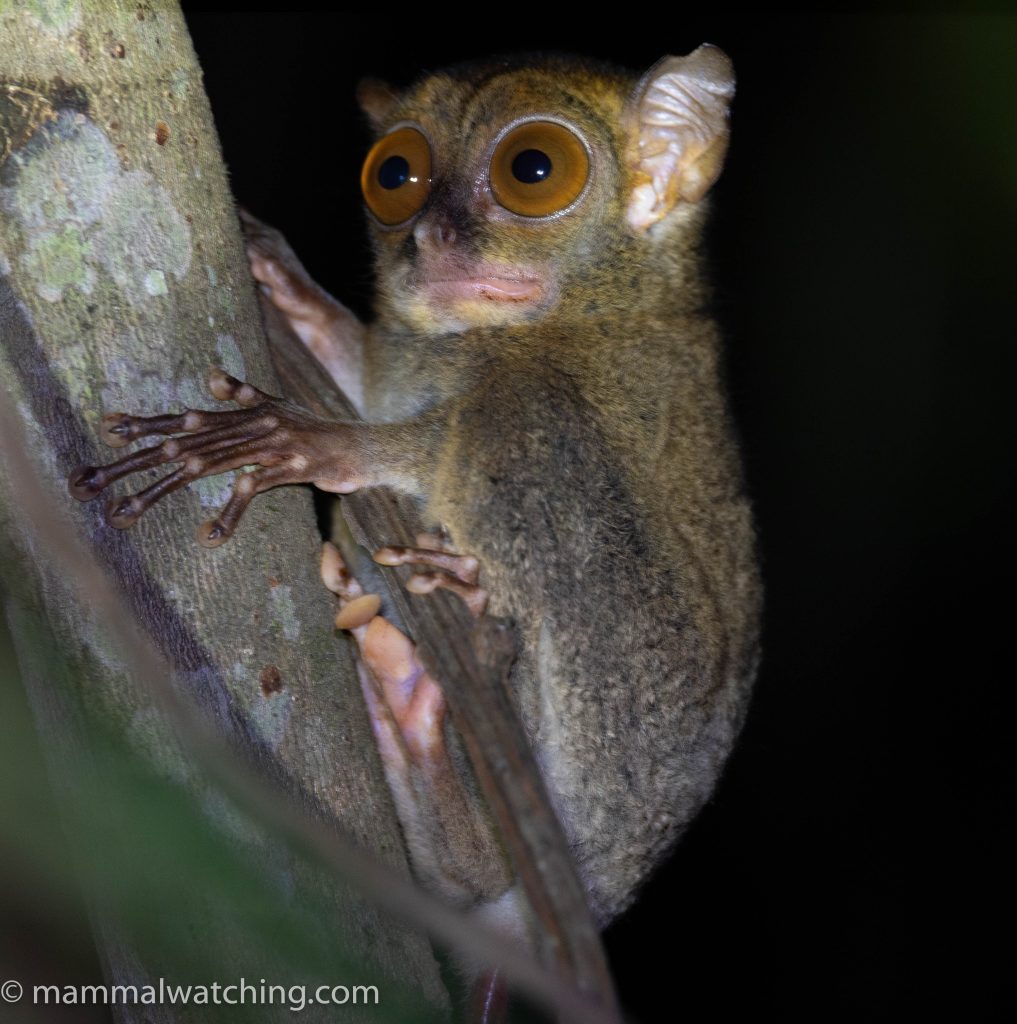 Western Tarsier — Borneo wildlife, book, free download, jungle tour, mammal, Borneo mammal tour