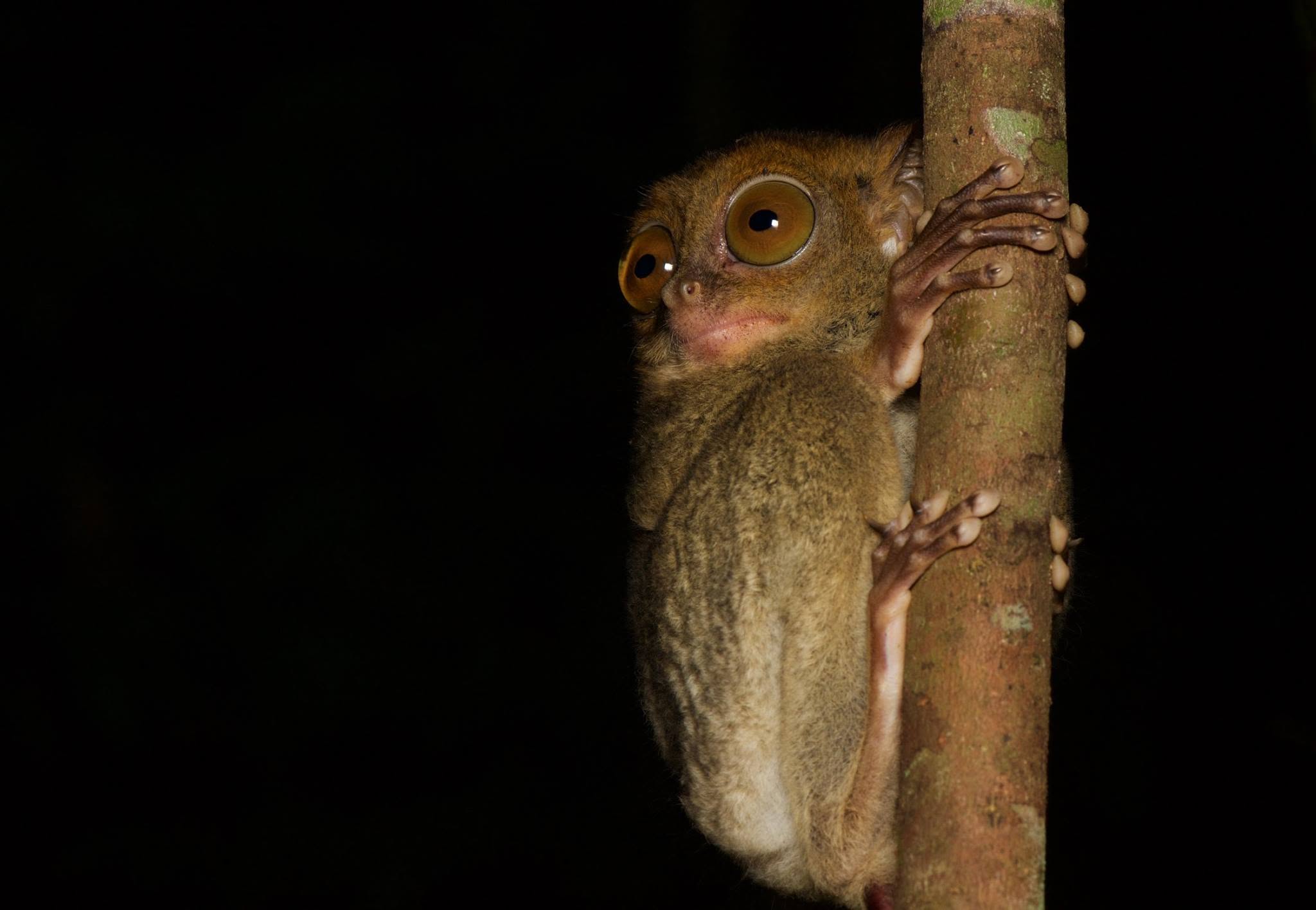 Western Tarsier — Borneo wildlife, book, free download, jungle tour, mammal, Borneo mammal tour