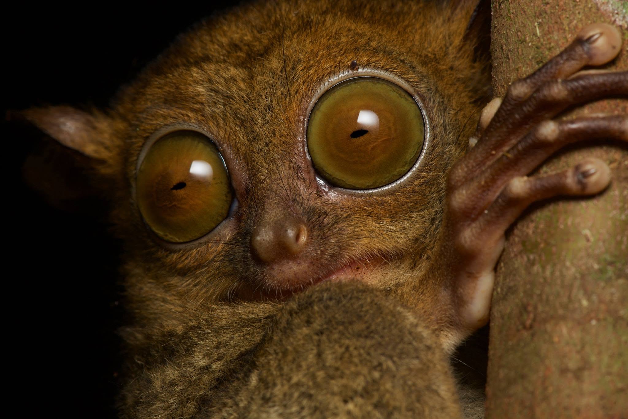Western Tarsier — Borneo wildlife, book, free download, jungle tour, mammal, Borneo mammal tour