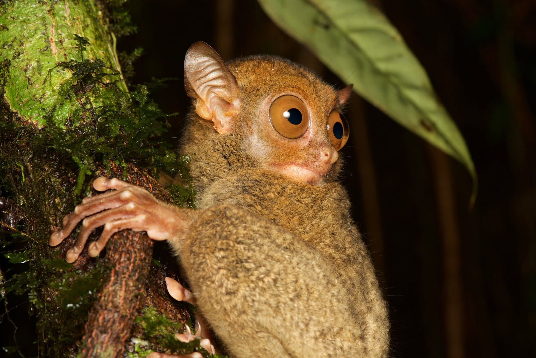 Western Tarsier — Borneo wildlife, book, free download, jungle tour, mammal, Borneo mammal tour