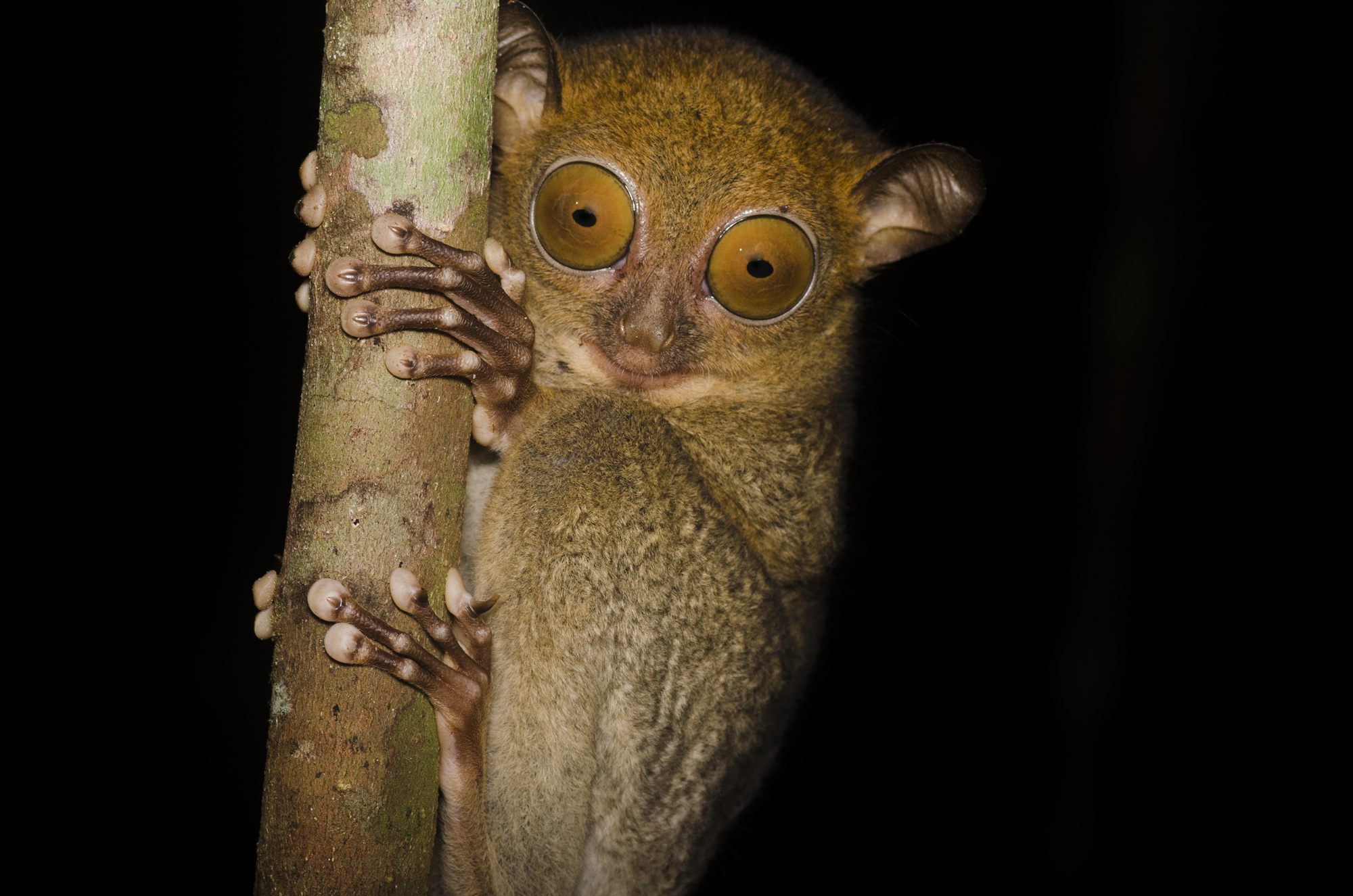 Western Tarsier — Borneo wildlife, book, free download, jungle tour, mammal, Borneo mammal tour