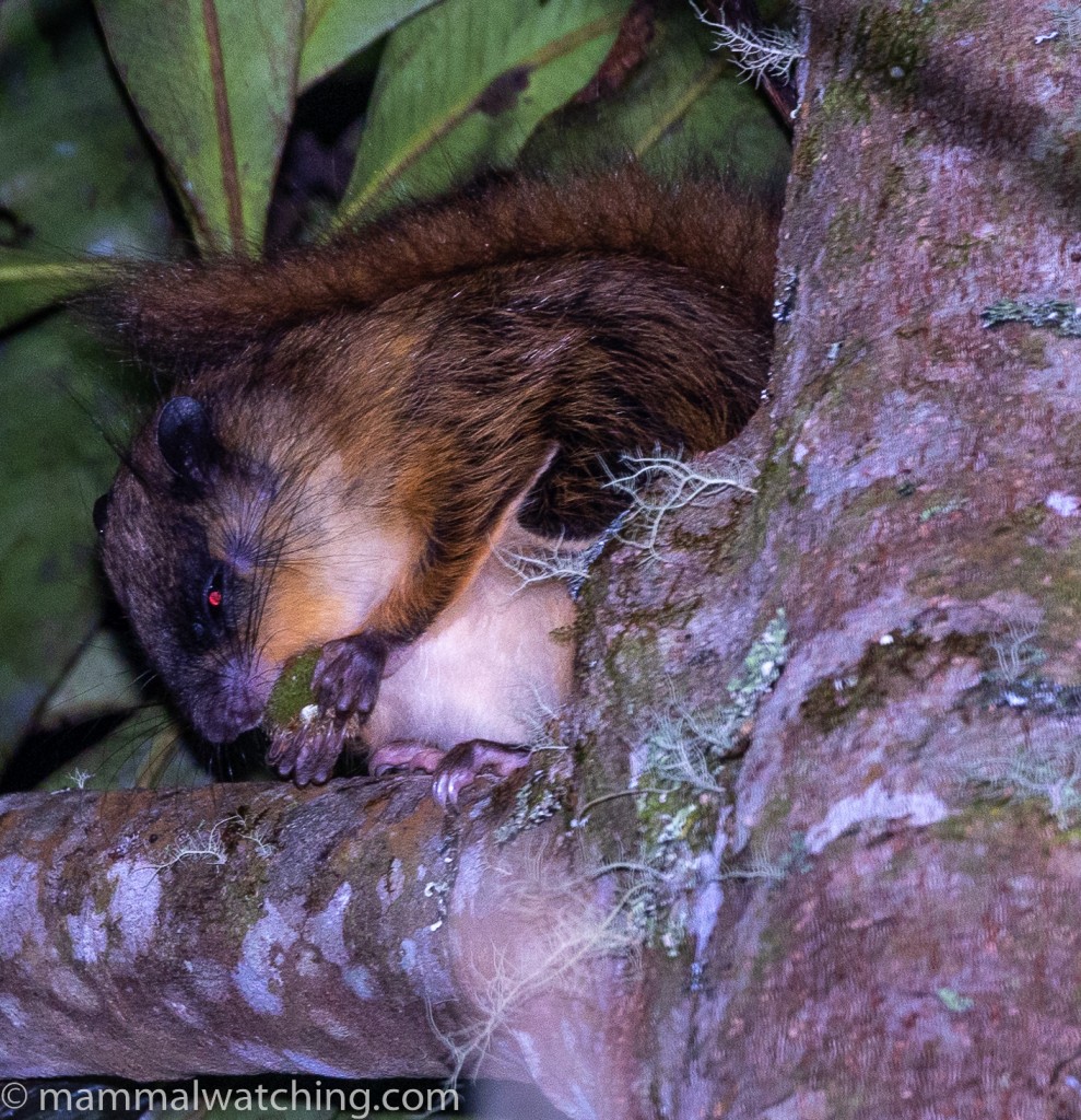 Whiskered Flying Squirrel — Borneo wildlife, book, free download, jungle tour, mammal, Borneo mammal tour