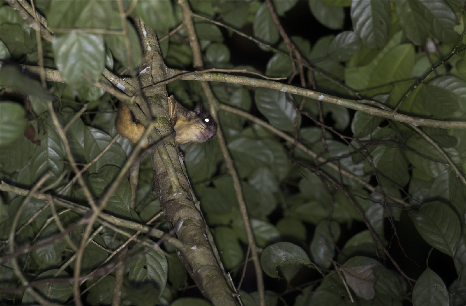 Whiskered Flying Squirrel — Borneo wildlife, book, free download, jungle tour, mammal, Borneo mammal tour