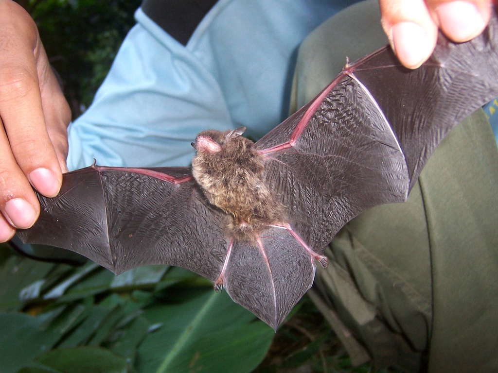 Whiskered Myotis — Borneo wildlife, book, free download, jungle tour, mammal, Borneo mammal tour