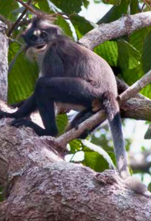 Kalimantan Grey Langur, also known as the White-fronted Langur, in a tree