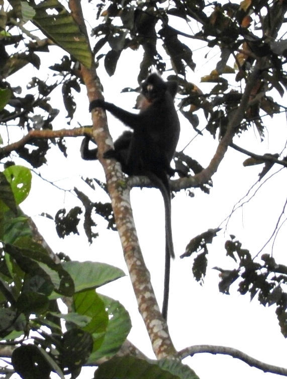 White-fronted Langur — Borneo wildlife, book, free download, jungle tour, mammal, Borneo mammal tour