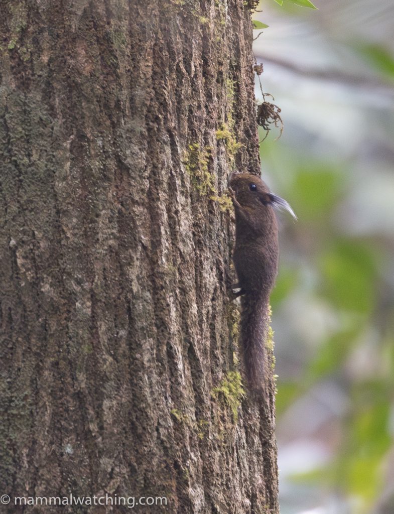 Whitehead's Pygmy Squirrel — Borneo wildlife, book, free download, jungle tour, mammal, Borneo mammal tour