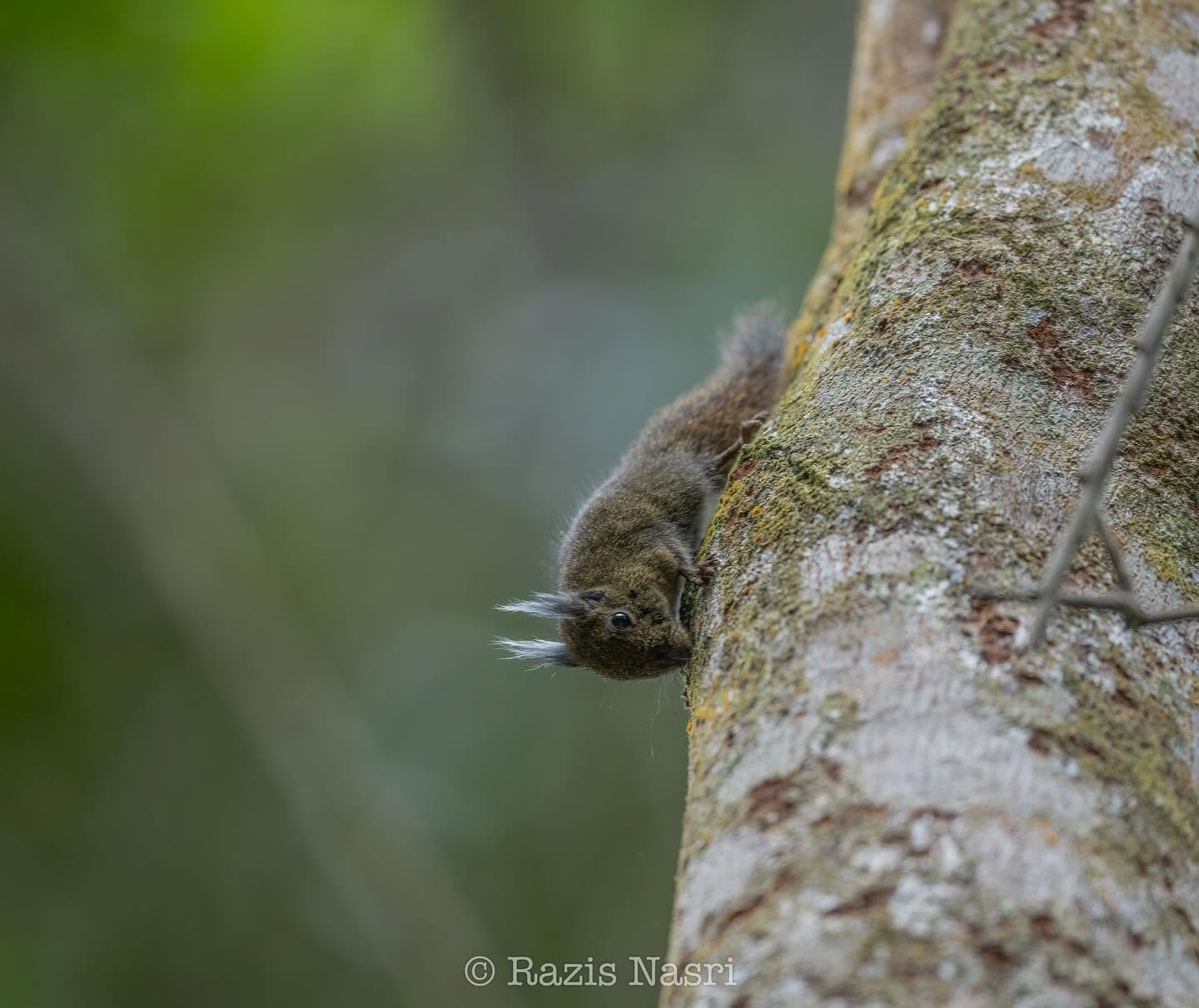 Whitehead's Pygmy Squirrel — Borneo wildlife, book, free download, jungle tour, mammal, Borneo mammal tour