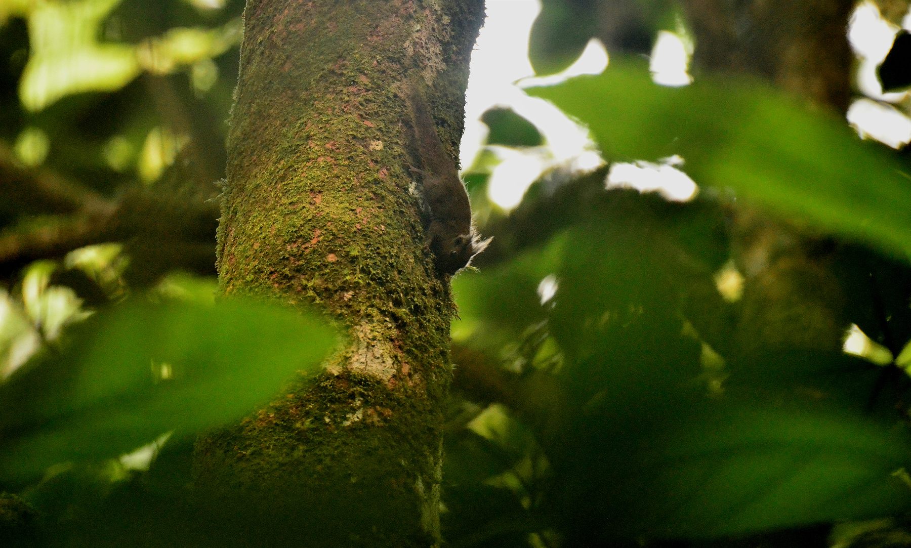 Whitehead's Pygmy Squirrel — Borneo wildlife, book, free download, jungle tour, mammal, Borneo mammal tour