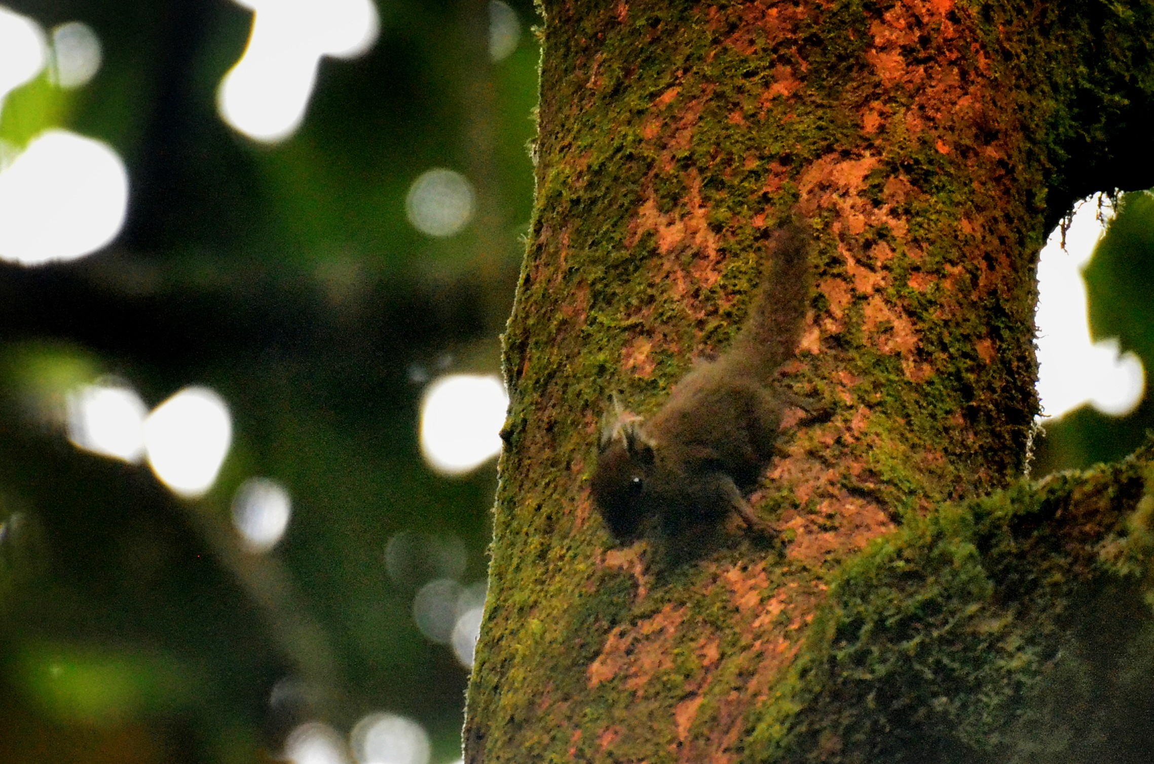Whitehead's Pygmy Squirrel — Borneo wildlife, book, free download, jungle tour, mammal, Borneo mammal tour