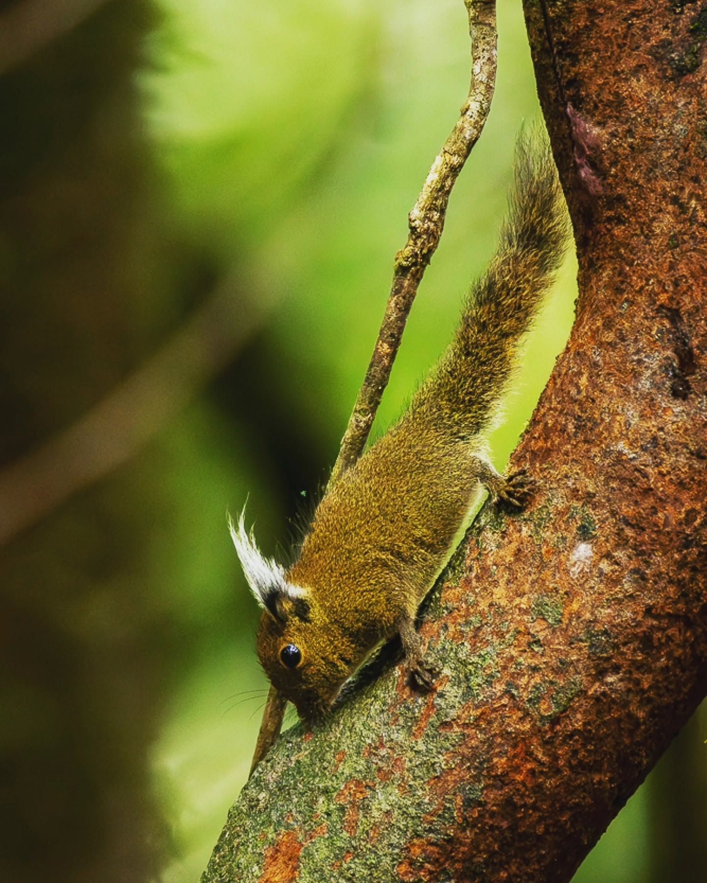 Whitehead's Pygmy Squirrel — Borneo wildlife, book, free download, jungle tour, mammal, Borneo mammal tour