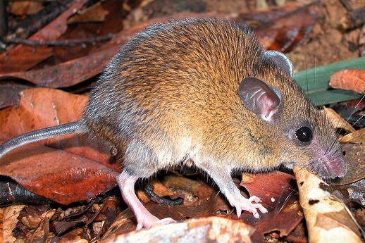 Whitehead's Spiny Rat — Borneo wildlife, book, free download, jungle tour, mammal, Borneo mammal tour