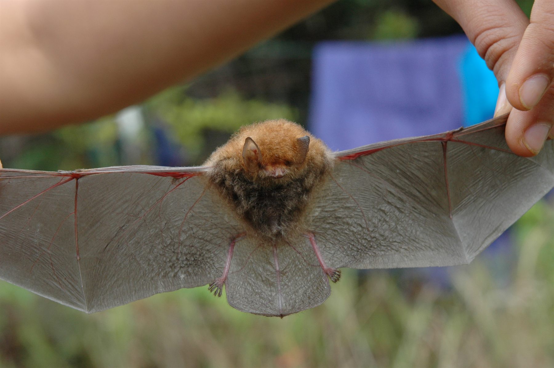 Whitehead's Woolly Bat — Borneo wildlife, book, free download, jungle tour, mammal, Borneo mammal tour