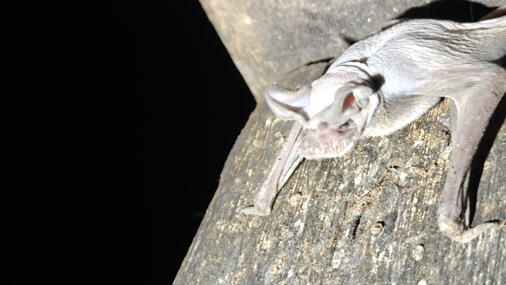 Wrinkle-lipped Free-tailed Bat — Borneo wildlife, book, free download, jungle tour, mammal, Borneo mammal tour