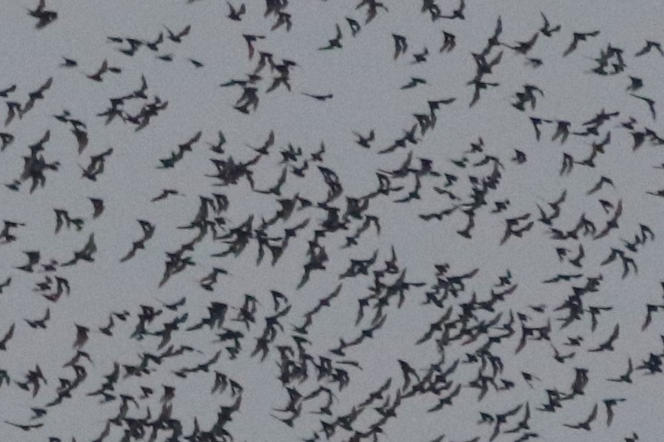 Wrinkle-lipped Free-tailed Bat — Borneo wildlife, book, free download, jungle tour, mammal, Borneo mammal tour