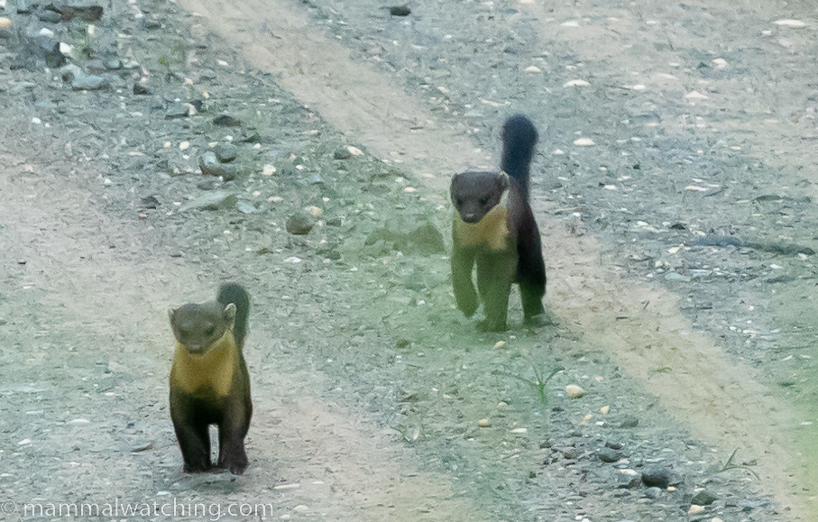 Yellow-throated Marten — Borneo wildlife, book, free download, jungle tour, mammal, Borneo mammal tour