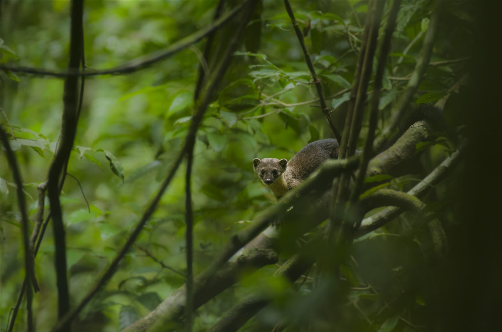 Yellow-throated Marten — Borneo wildlife, book, free download, jungle tour, mammal, Borneo mammal tour