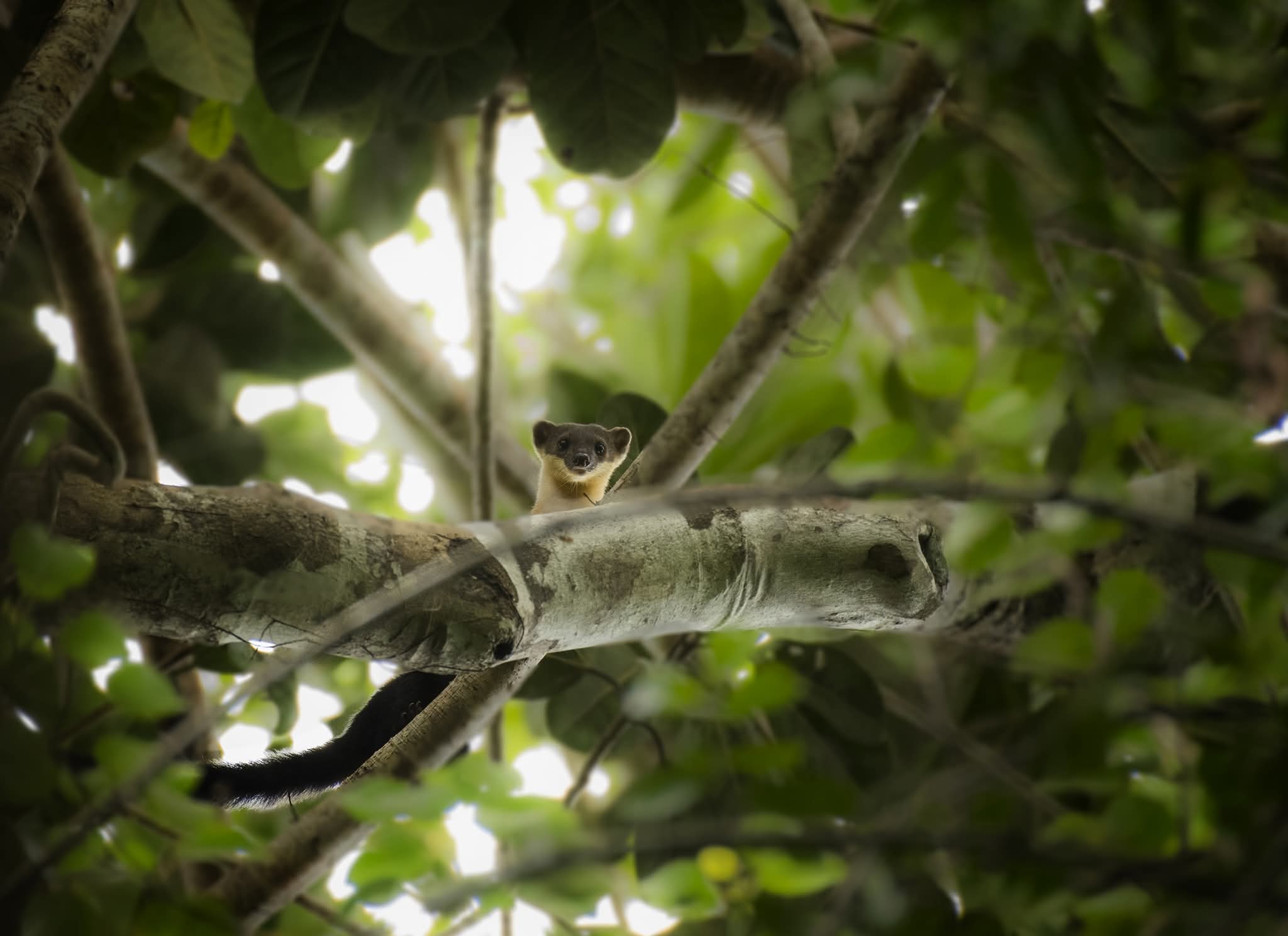 Yellow-throated Marten — Borneo wildlife, book, free download, jungle tour, mammal, Borneo mammal tour