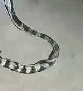 Annulated Sea Snake — Borneo wildlife, book, free download, jungle tour, snake, herp tour
