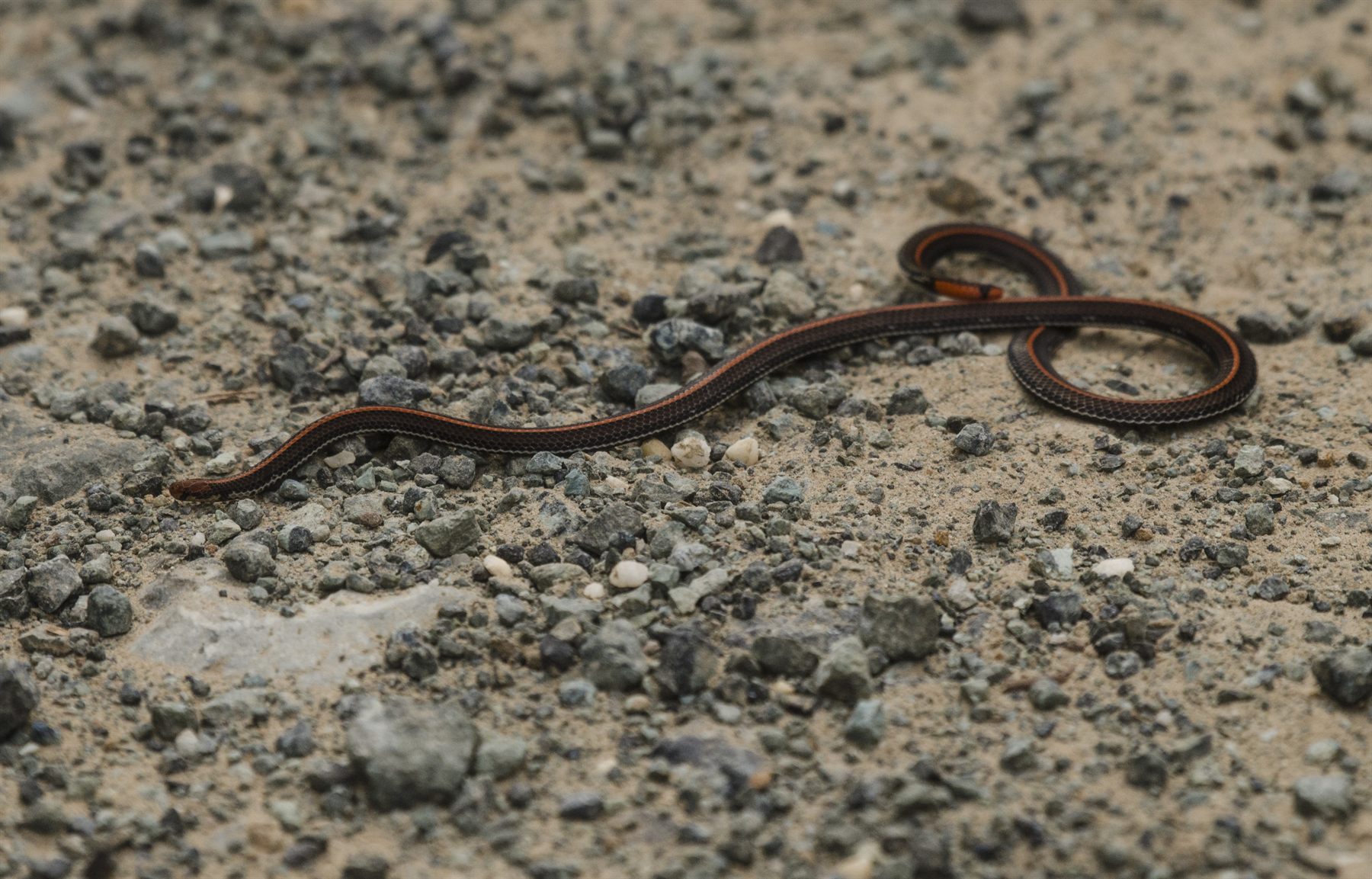 Banded Coral Snake — Borneo wildlife, book, free download, jungle tour, snake, herp tour