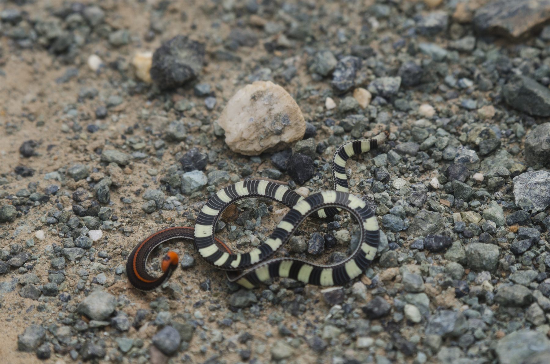 Banded Coral Snake — Borneo wildlife, book, free download, jungle tour, snake, herp tour