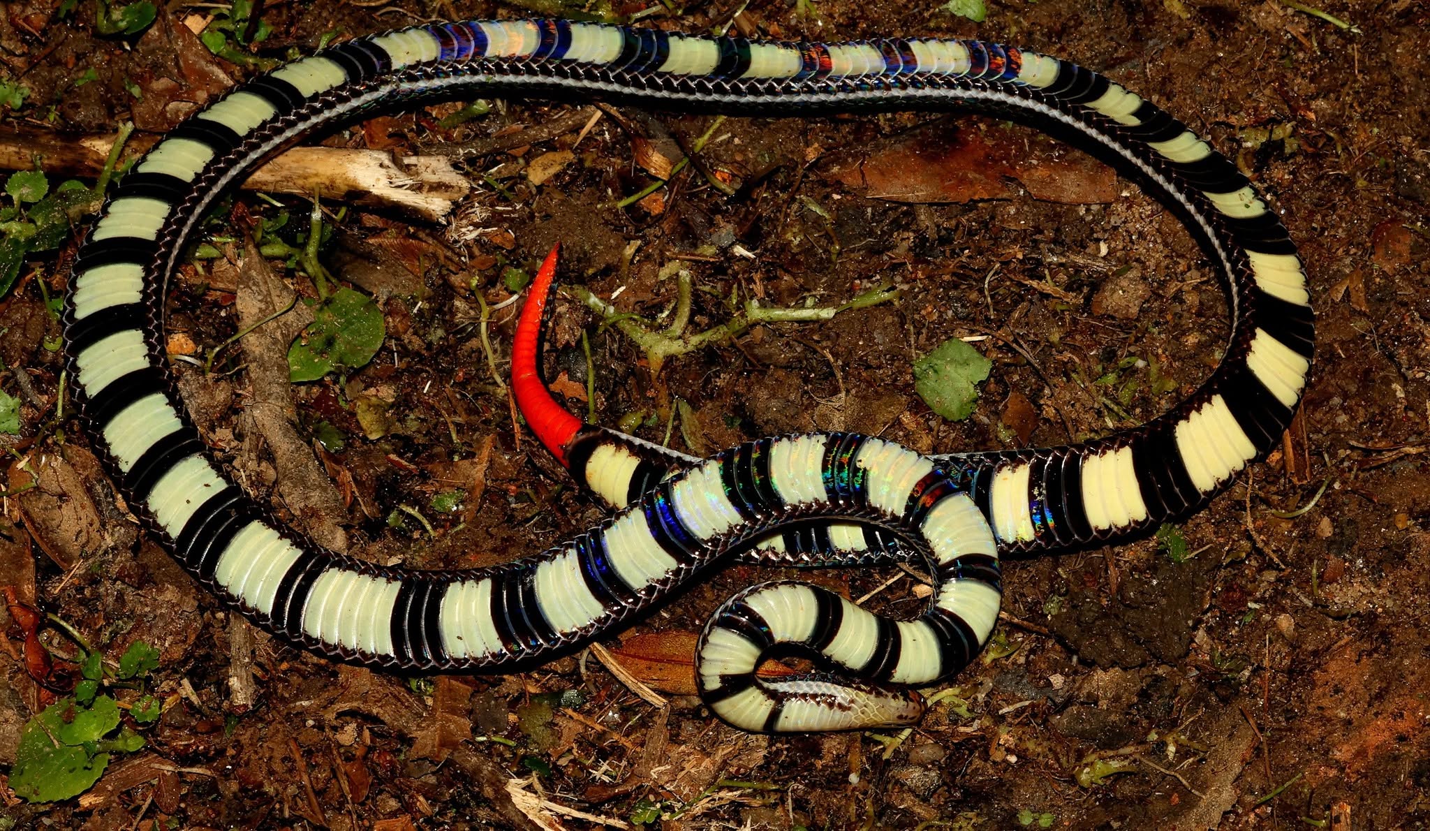 Banded Coral Snake — Borneo wildlife, book, free download, jungle tour, snake, herp tour