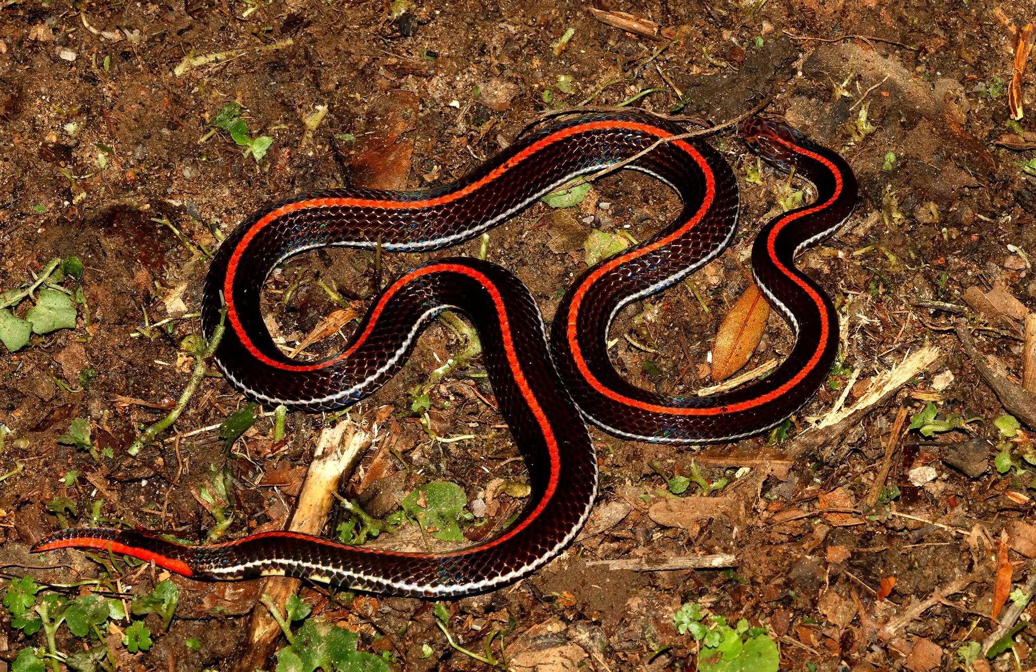 Banded Coral Snake — Borneo wildlife, book, free download, jungle tour, snake, herp tour
