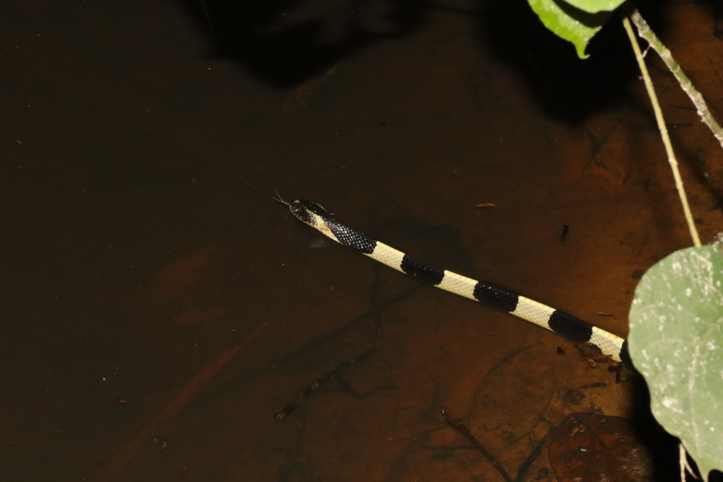 Banded Krait — Borneo wildlife, book, free download, jungle tour, snake, herp tour