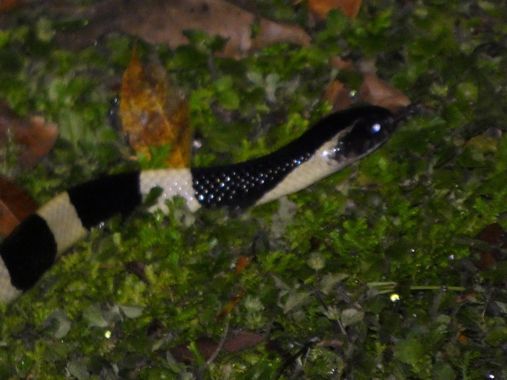 Banded Krait — Borneo wildlife, book, free download, jungle tour, snake, herp tour