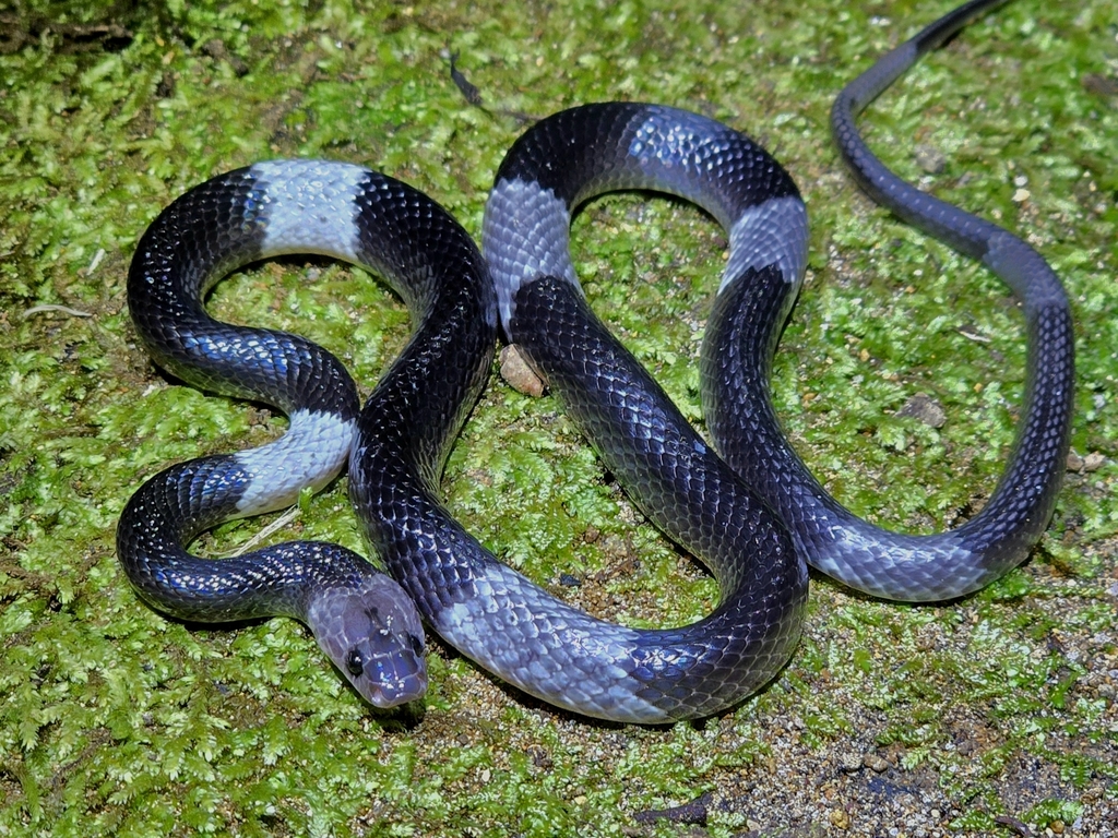 Banded Wolf Snake — Borneo wildlife, book, free download, jungle tour, snake, herp tour
