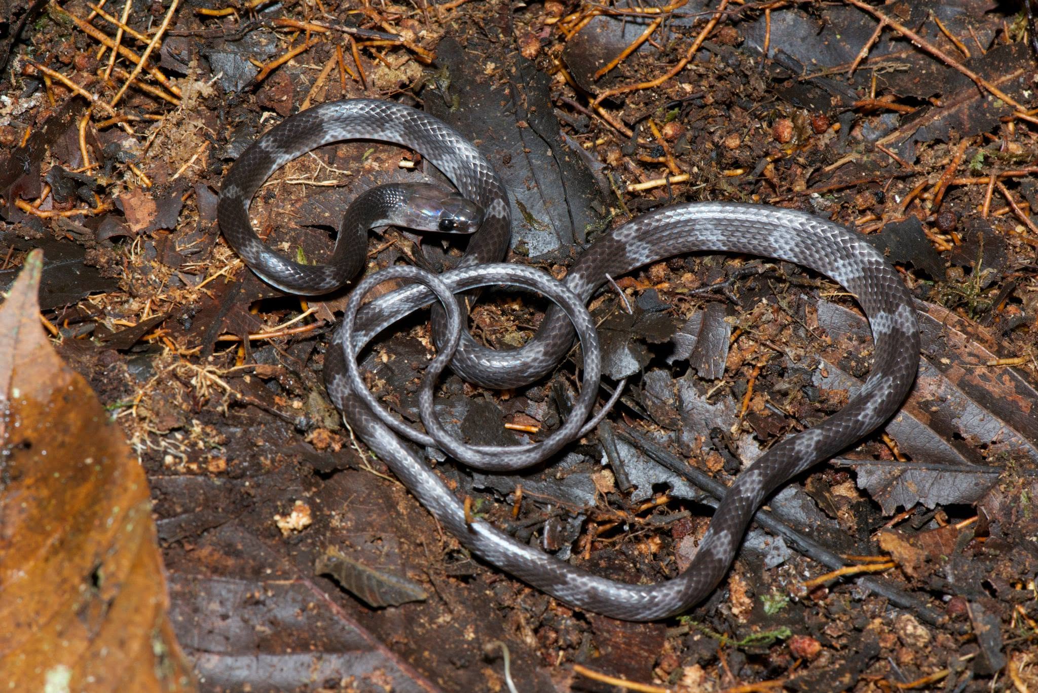 Banded Wolf Snake — Borneo wildlife, book, free download, jungle tour, snake, herp tour