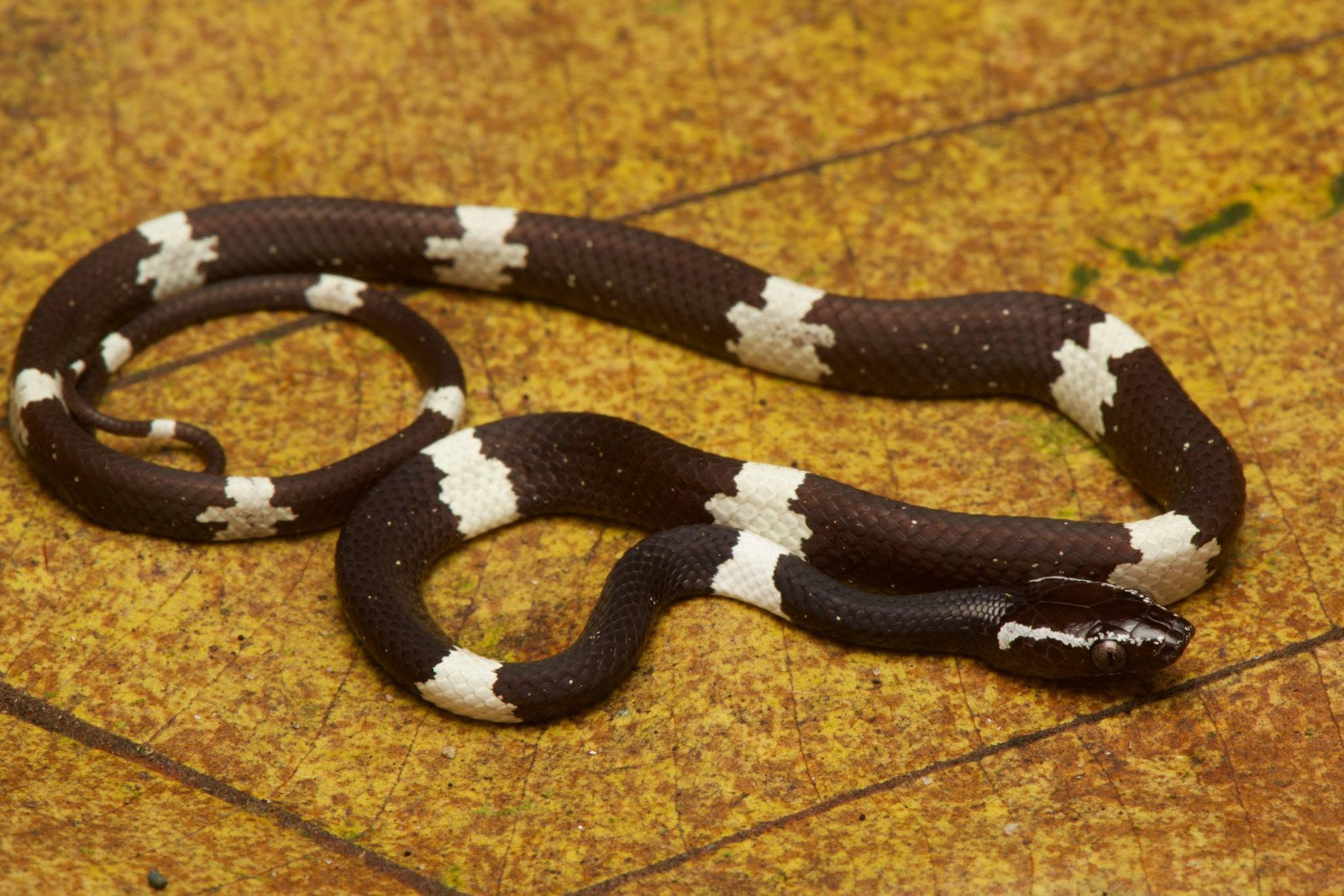 Banded Wolf Snake — Borneo wildlife, book, free download, jungle tour, snake, herp tour