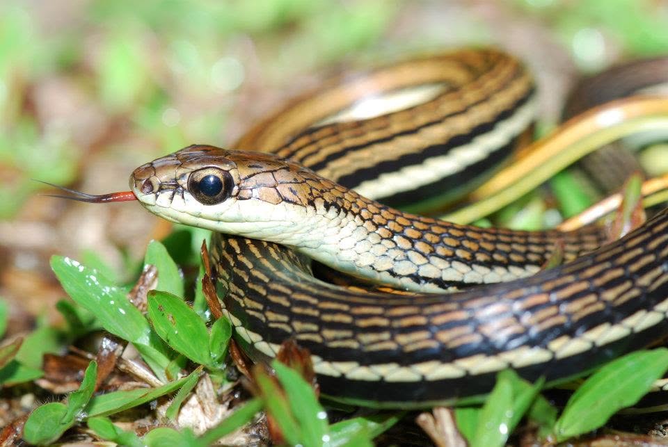 Barred Bronzeback — Borneo wildlife, book, free download, jungle tour, snake, herp tour