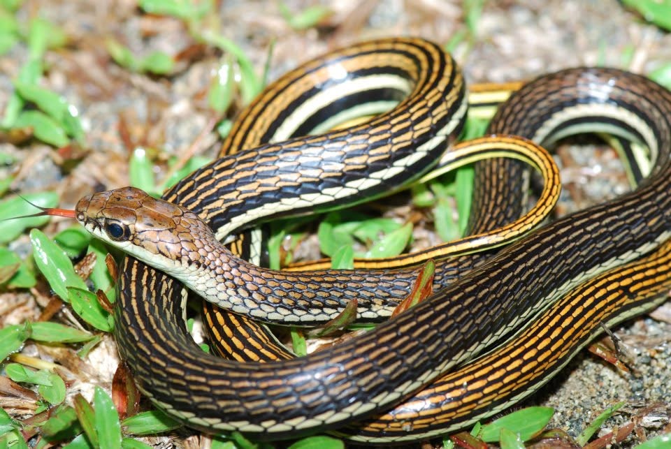 Barred Bronzeback — Borneo wildlife, book, free download, jungle tour, snake, herp tour