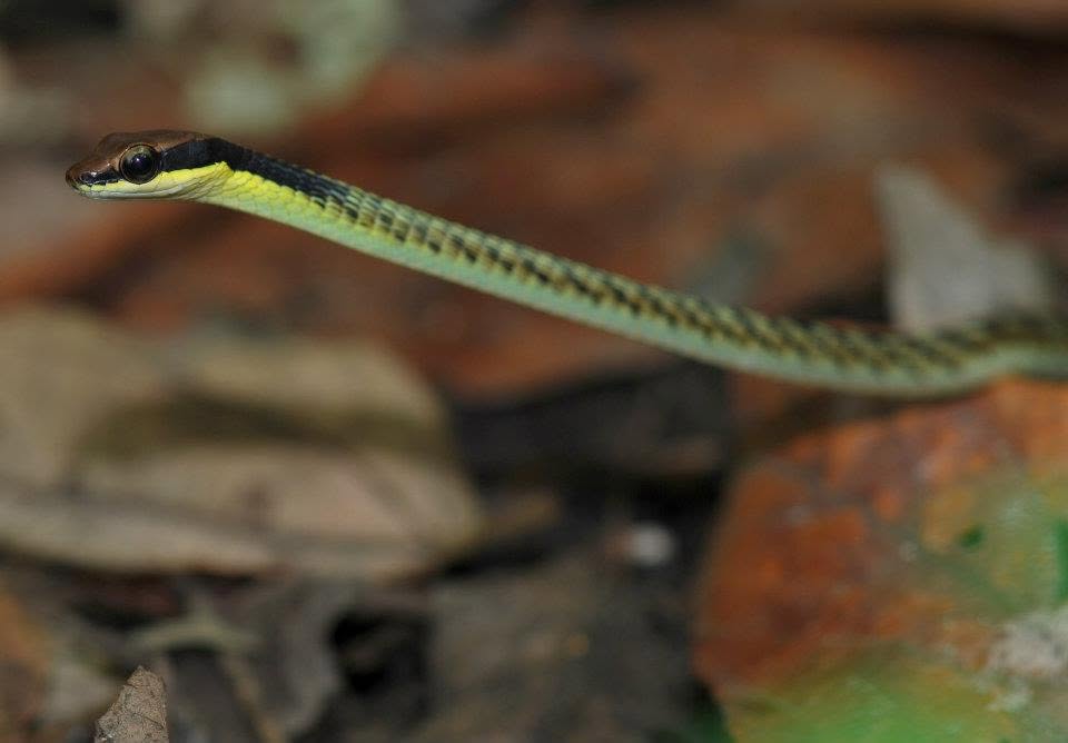 Barred Bronzeback — Borneo wildlife, book, free download, jungle tour, snake, herp tour