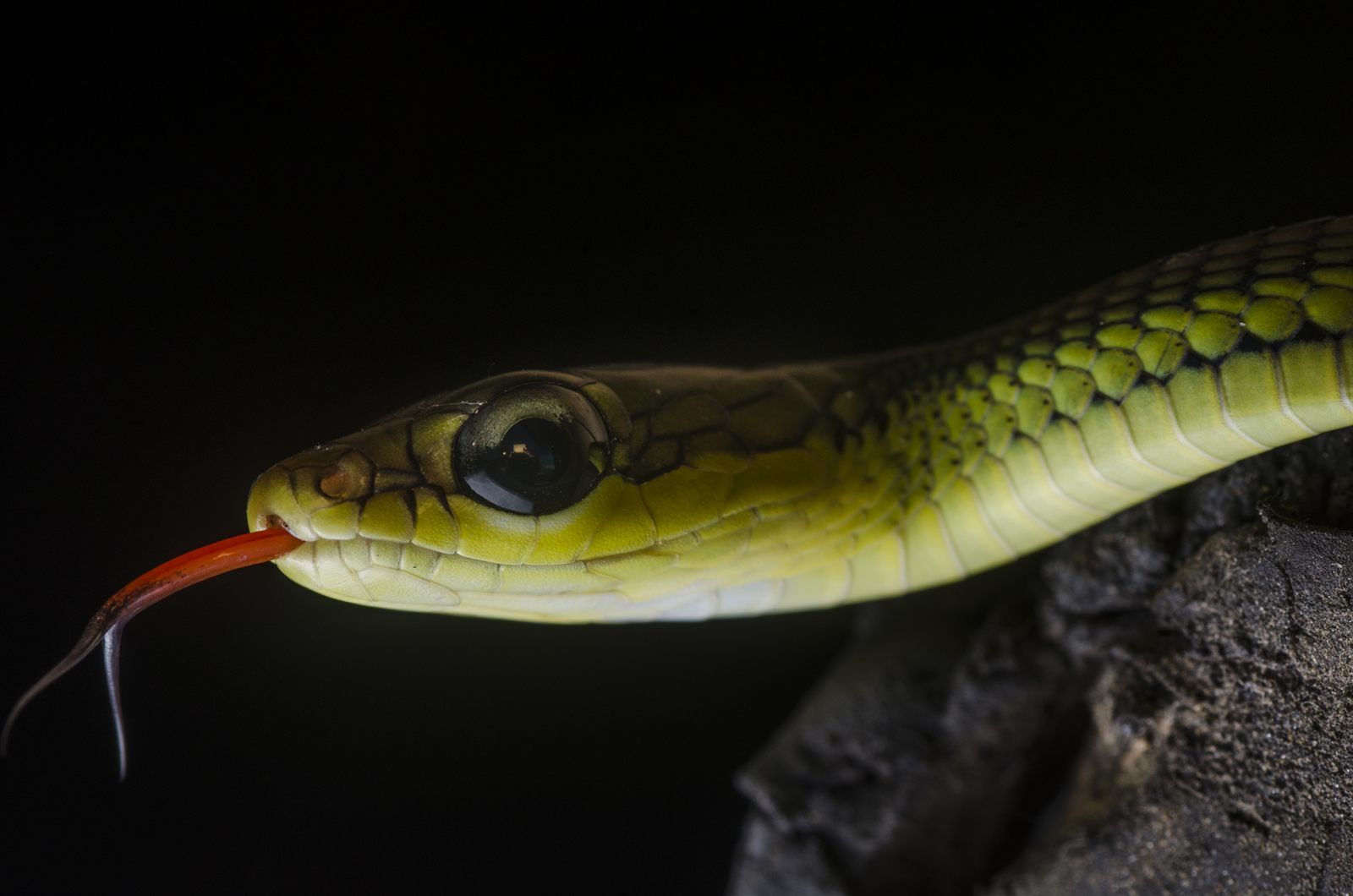 Barred Bronzeback — Borneo wildlife, book, free download, jungle tour, snake, herp tour