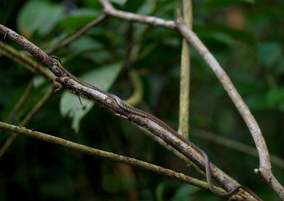 Barred Bronzeback — Borneo wildlife, book, free download, jungle tour, snake, herp tour