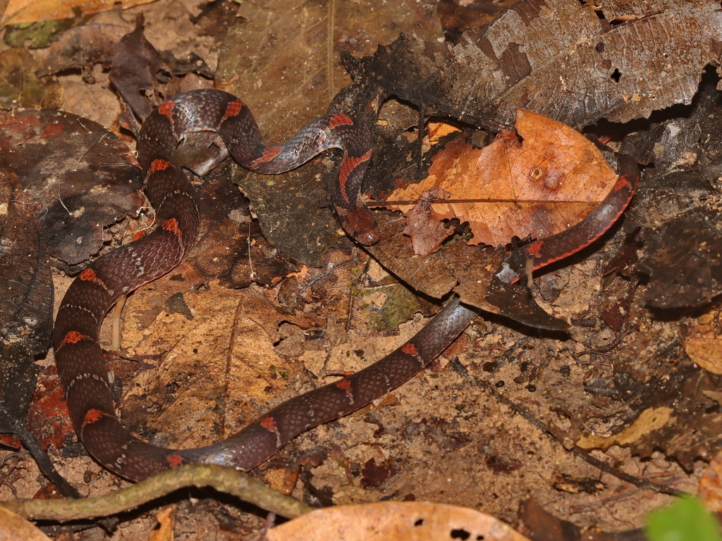 Barred Kukri Snake — Borneo wildlife, book, free download, jungle tour, snake, herp tour