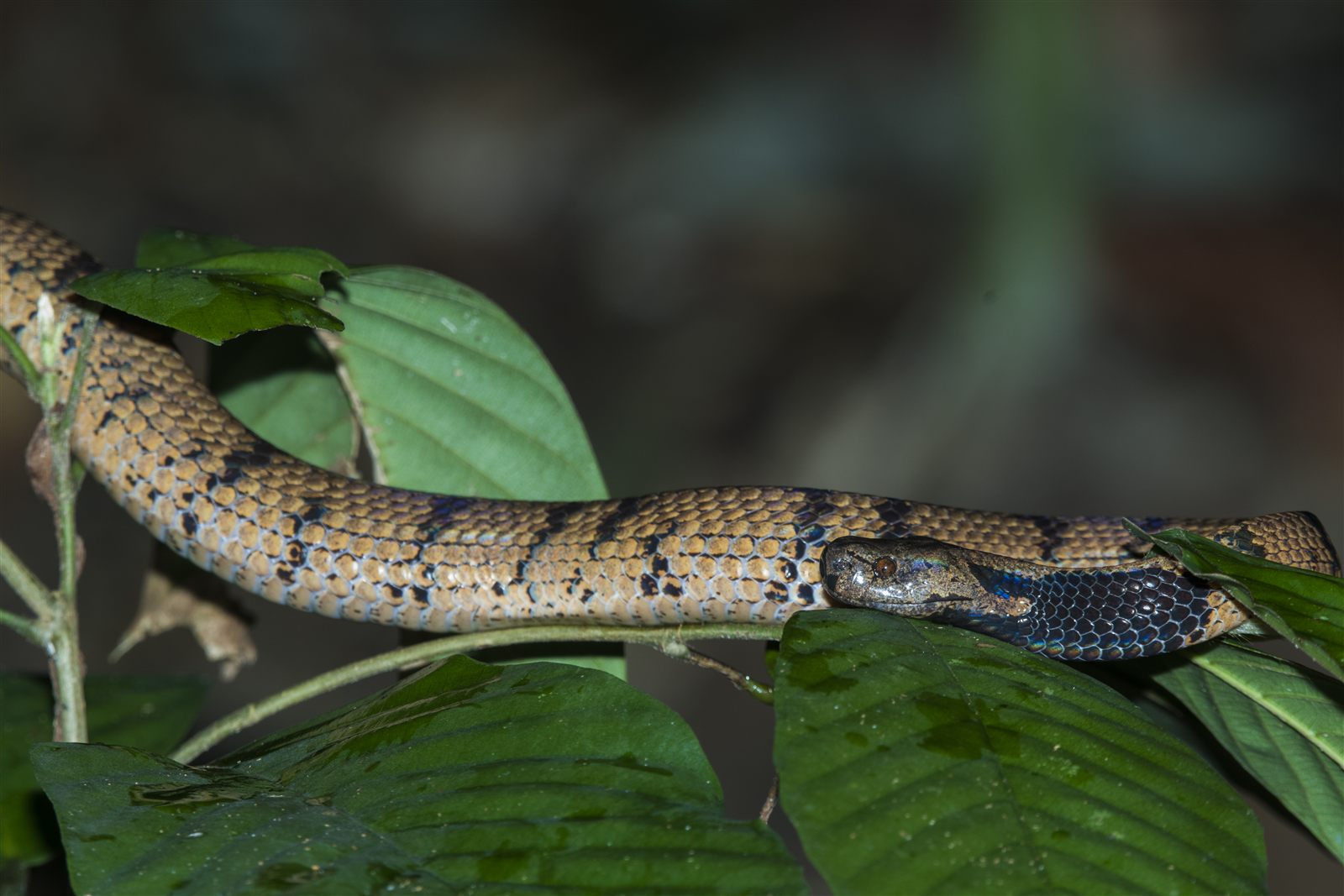 Barred Snail-eating Snake — Borneo wildlife, book, free download, jungle tour, snake, herp tour
