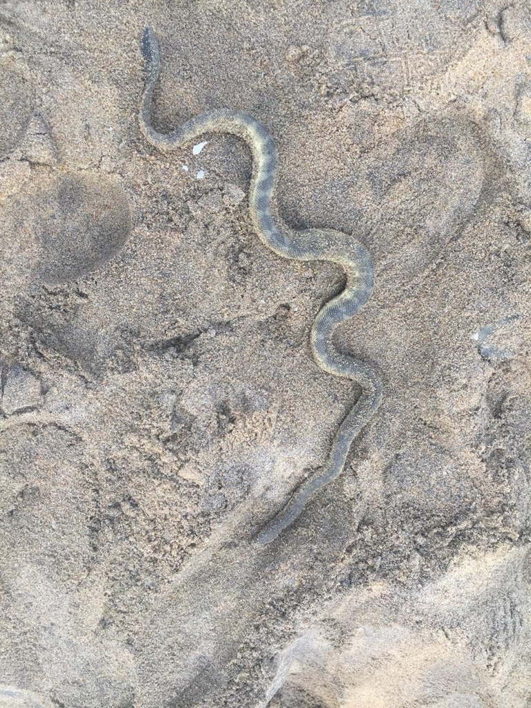 Beaked Sea Snake — Borneo wildlife, book, free download, jungle tour, snake, herp tour