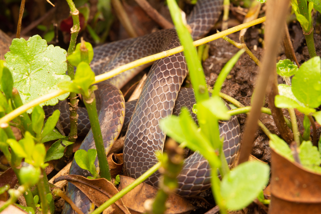 Bi-coloured Reed Snake — Borneo wildlife, book, free download, jungle tour, snake, herp tour