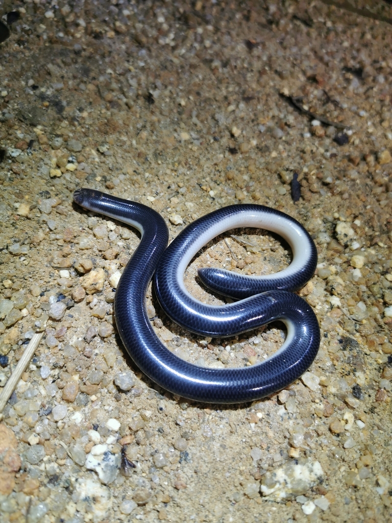 Bicoloured Blind Snake — Borneo wildlife, book, free download, jungle tour, snake, herp tour