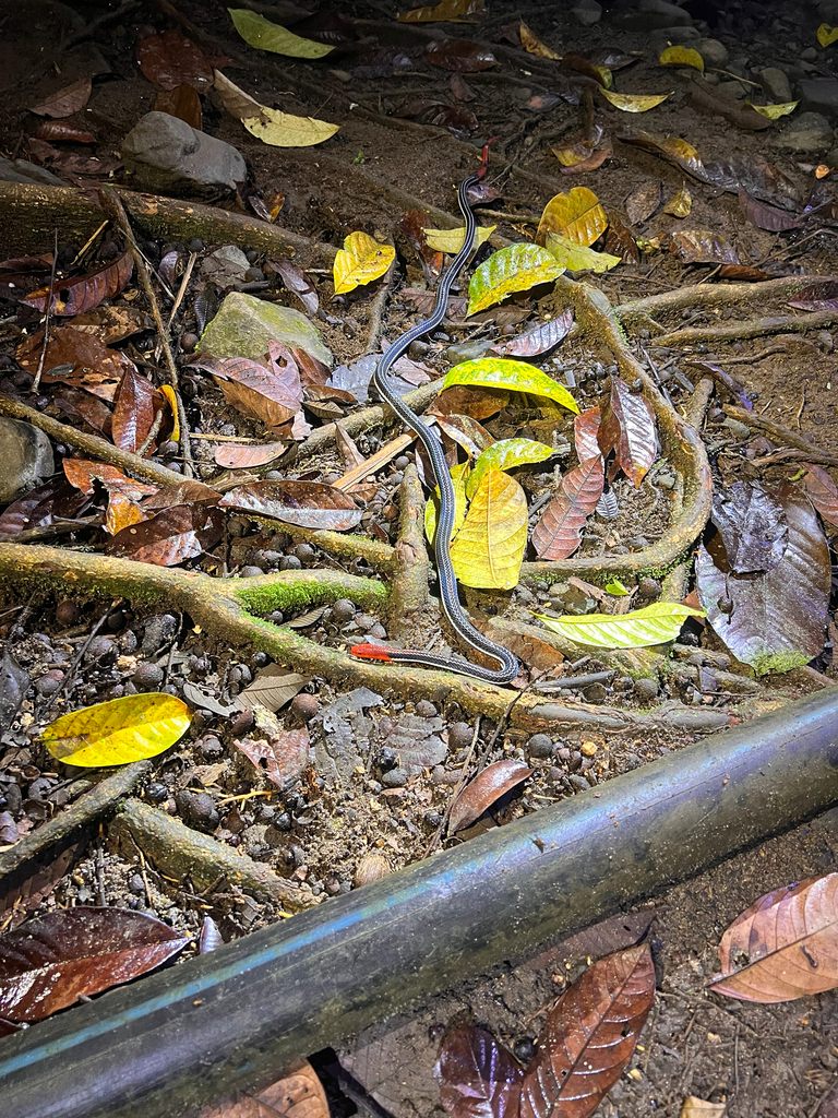 Blue Coral Snake — Borneo wildlife, book, free download, jungle tour, snake, herp tour