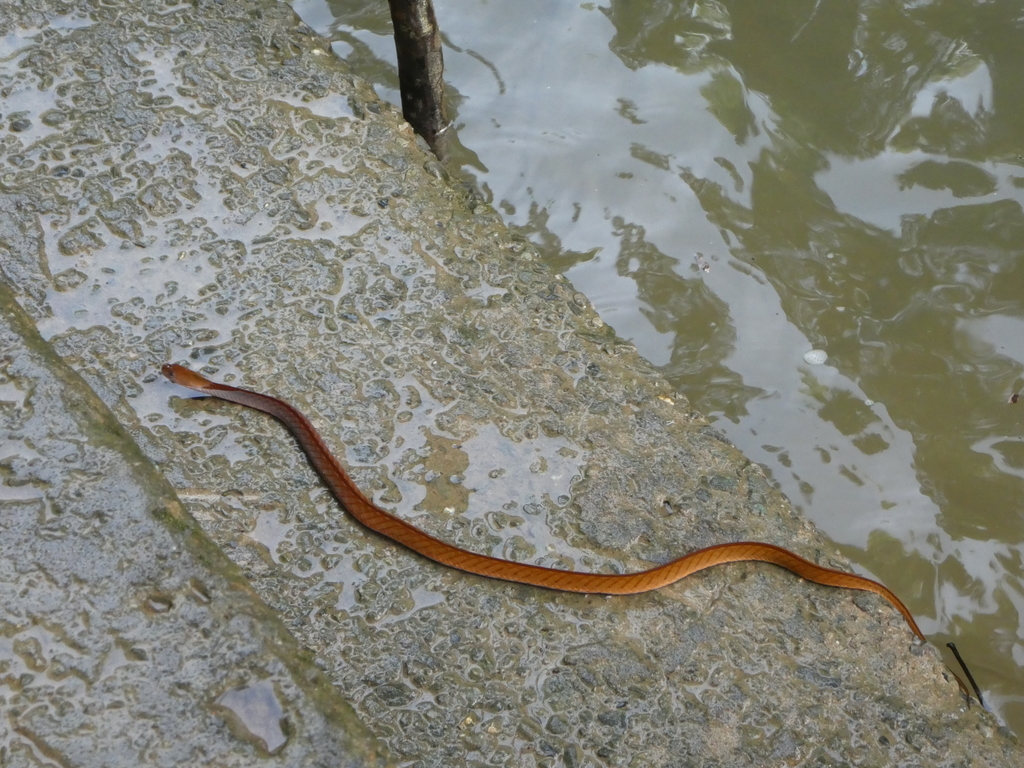 Blue-necked Water Snake — Borneo wildlife, book, free download, jungle tour, snake, herp tour