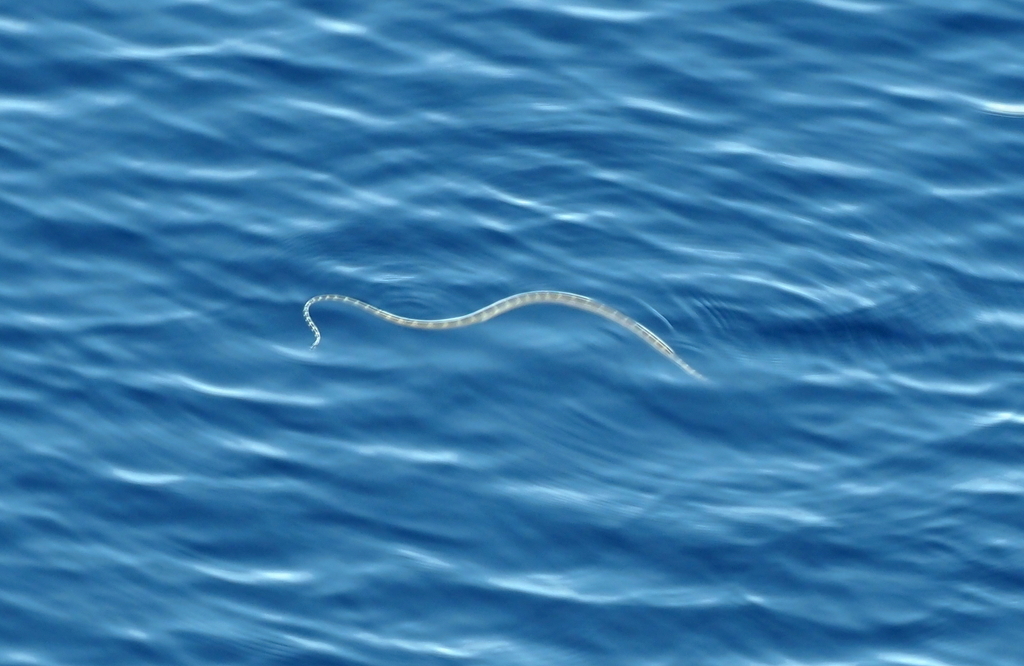 Blunt-banded Sea Snake — Borneo wildlife, book, free download, jungle tour, snake, herp tour