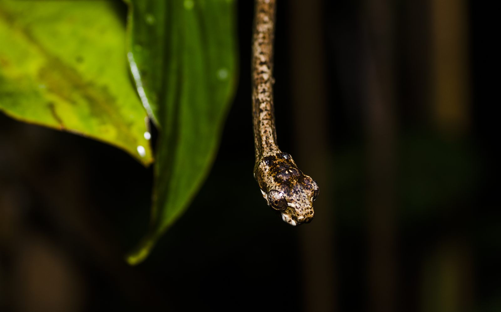 Blunt-headed Snail-eating Snake — Borneo wildlife, book, free download, jungle tour, snake, herp tour